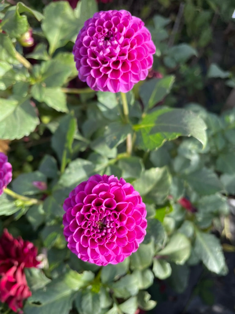 Dahlia - Florelie Hayley
