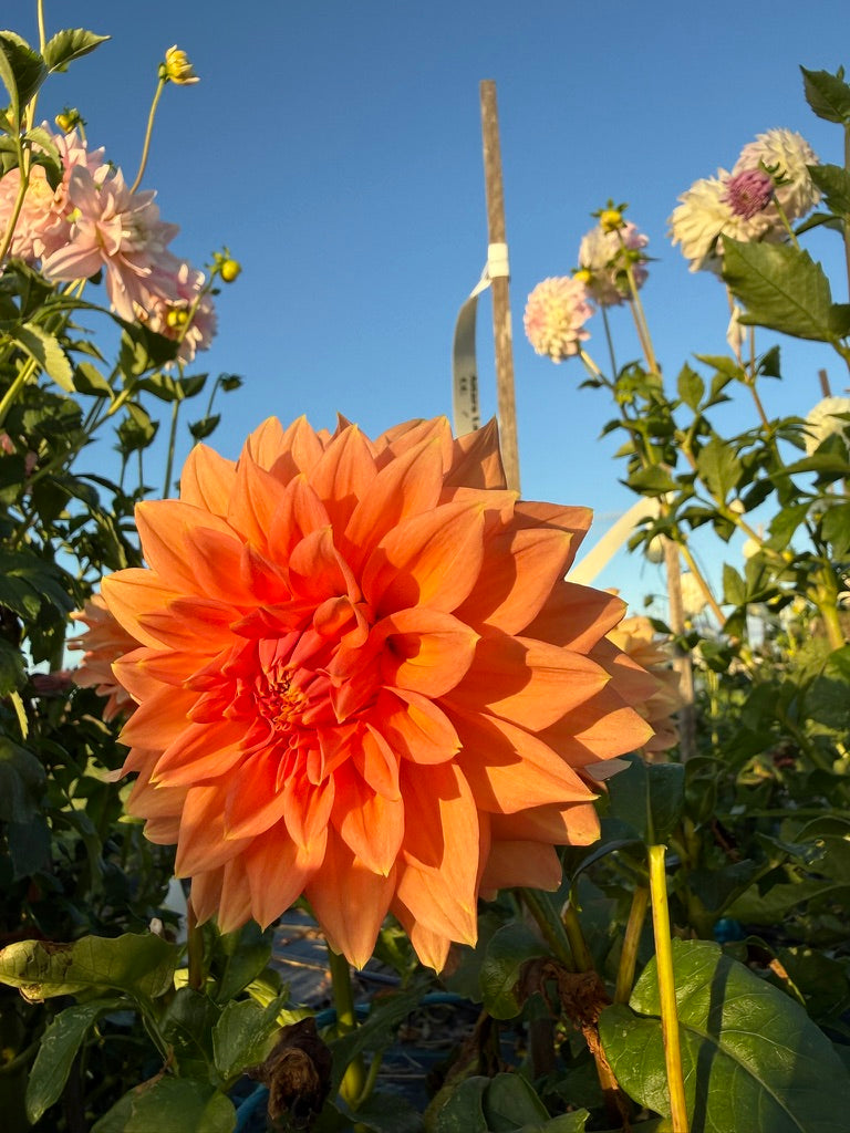 Dahlia - Aitara Laverne