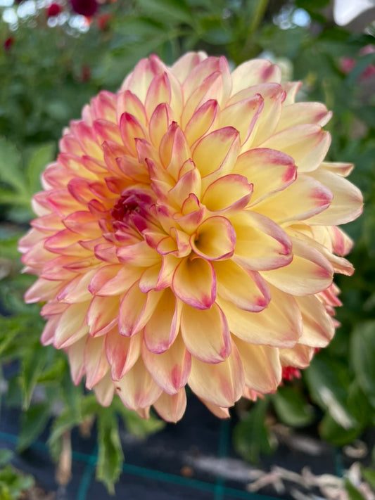Dahlia - Christie Marble