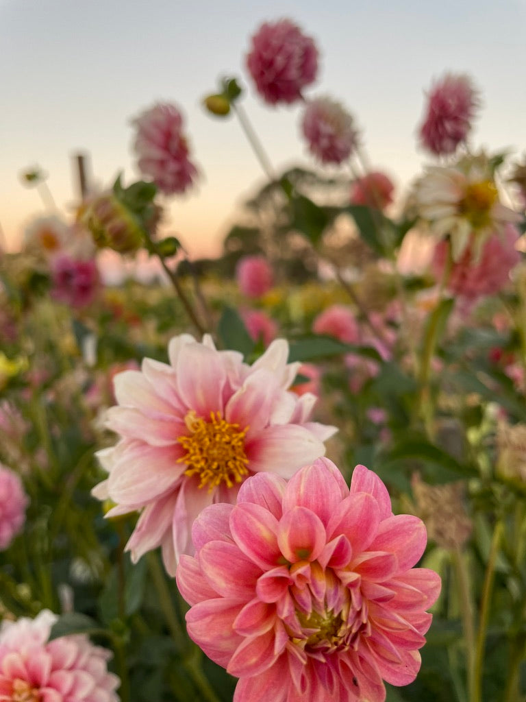 Dahlia - Florelie Strawberry Shortcake