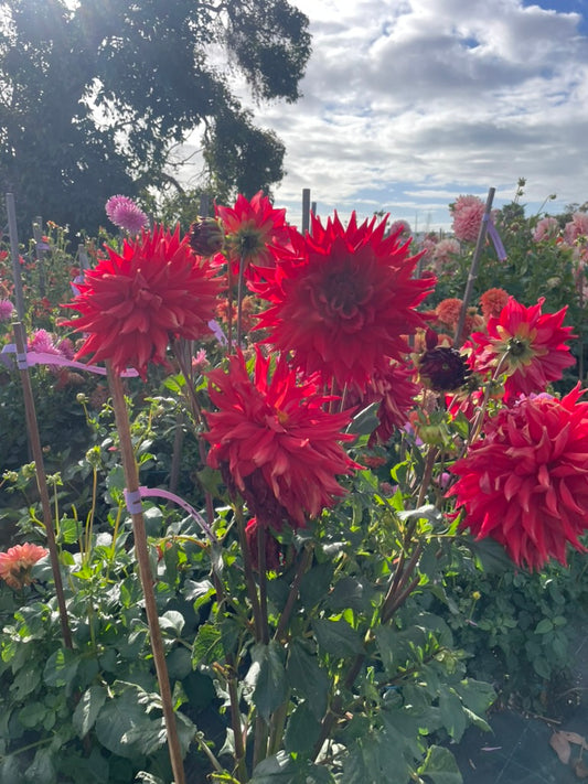 Dahlia - Winkie Admiral