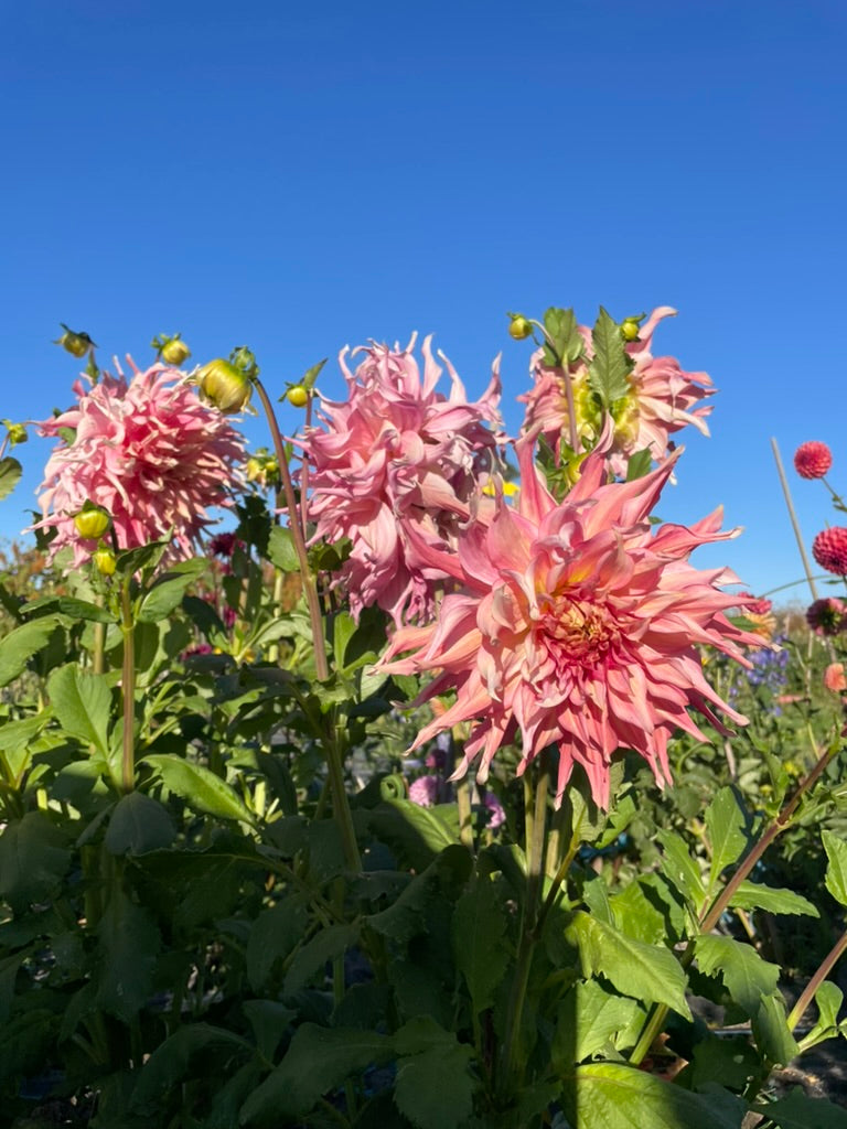 Dahlia - Penhill Watermelon (Max 1)