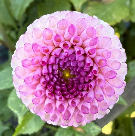 Dahlia - Miwong