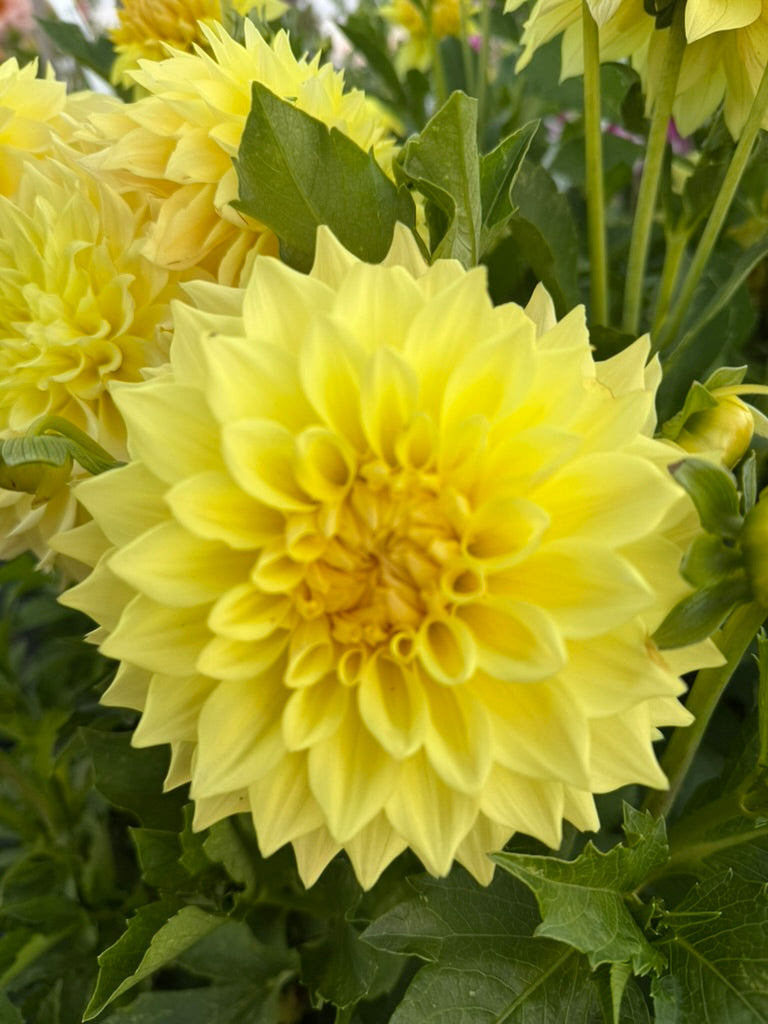 Dahlia - Mary Margaret Rowe