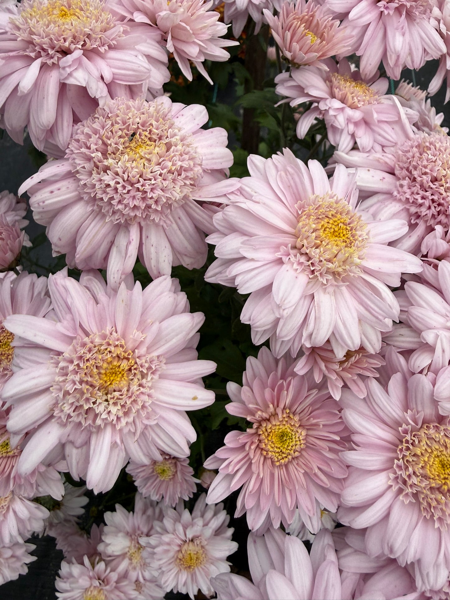 Chrysanthemum - Rooted Cutting - Rose Mundial