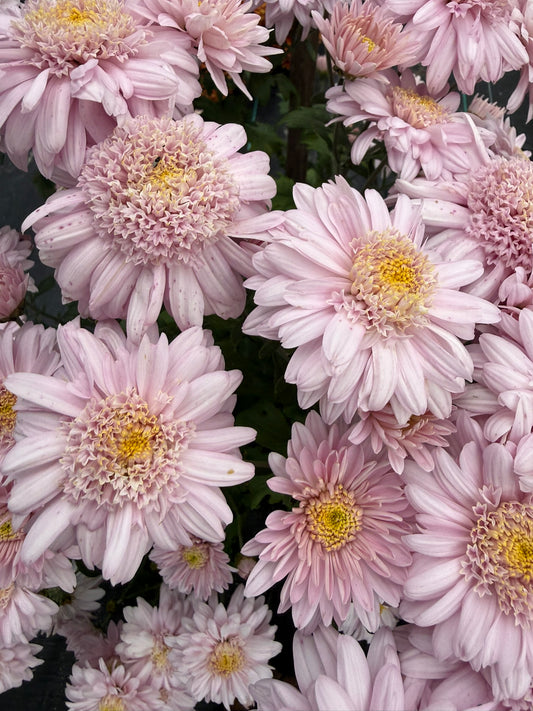 Chrysanthemum - Rooted Cutting - Rose Mundial