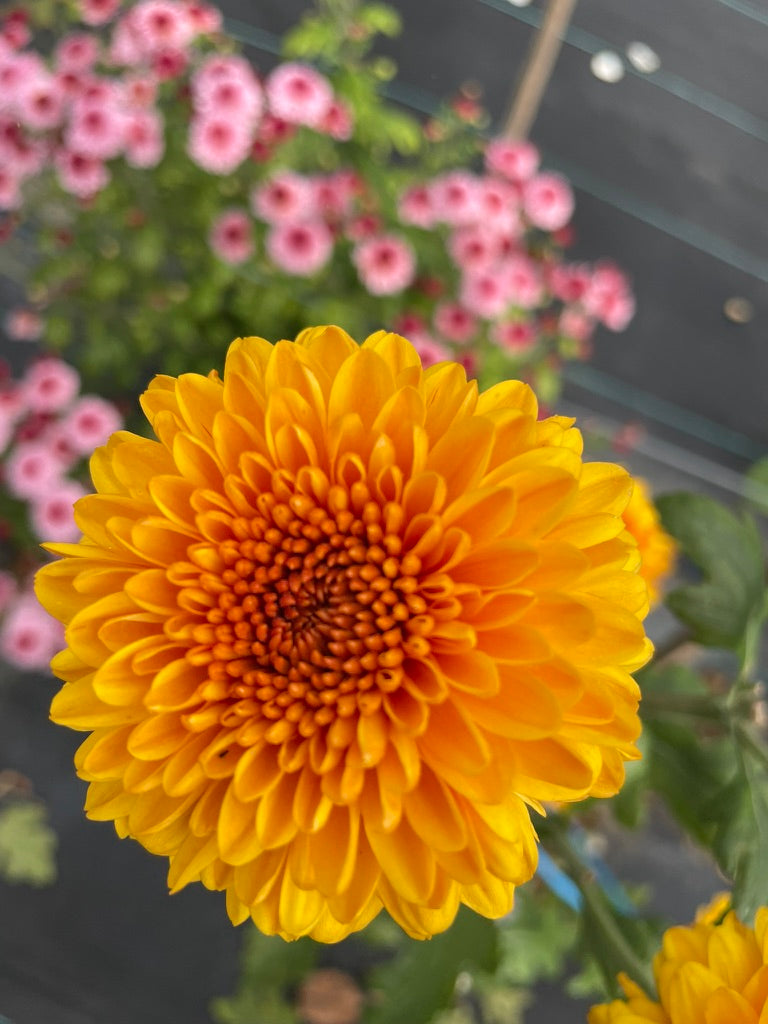 Heirloom Chrysanthemum - Rooted Cutting - Jewel Bronze