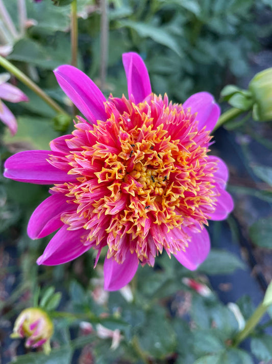 Dahlia Seed - Christie Lustre