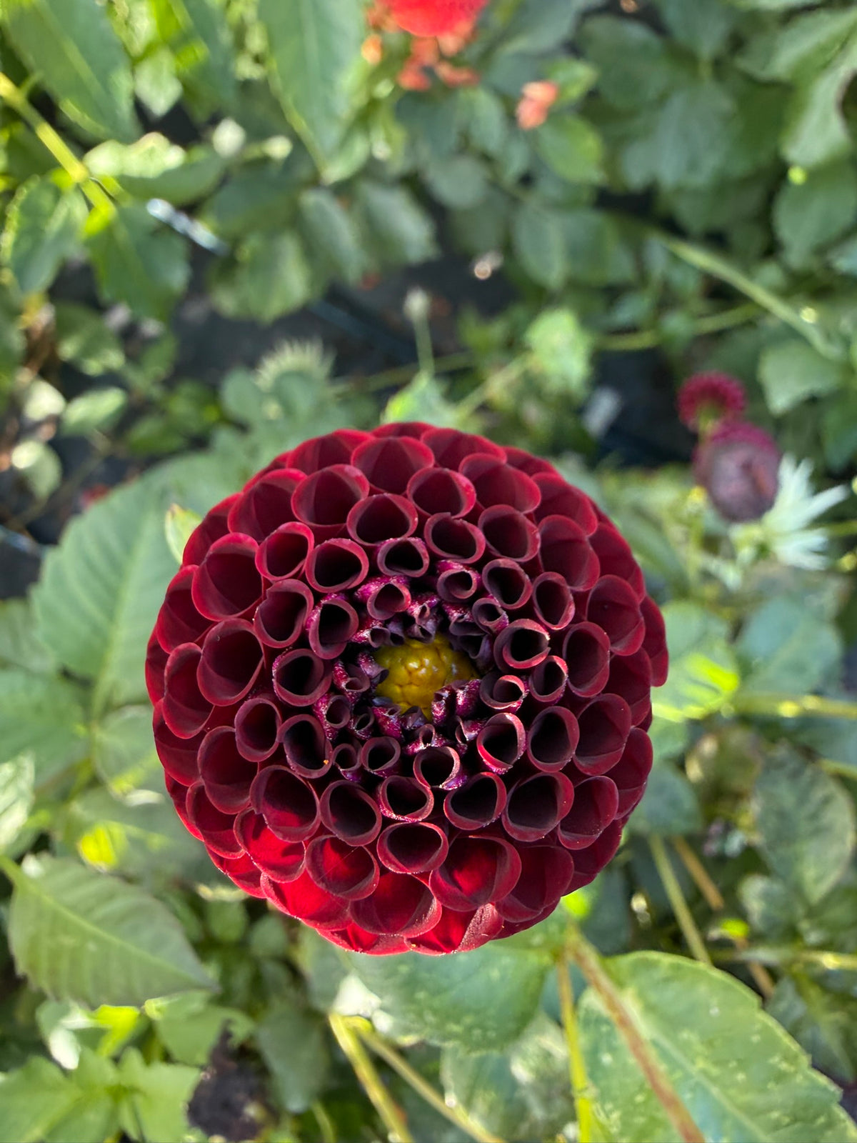 Dahlia - Nero