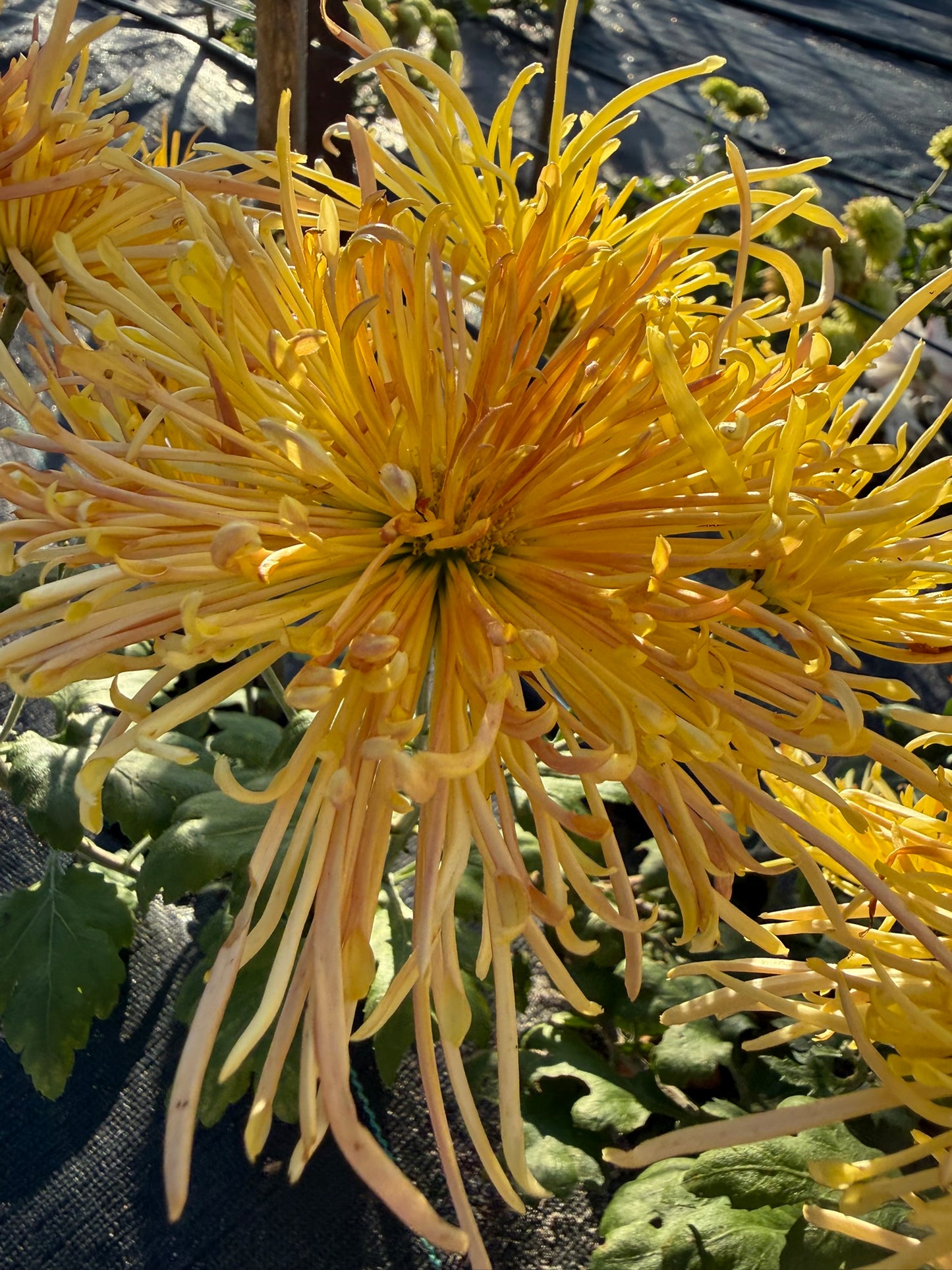 Chrysanthemum - Rooted Cutting - Western Voodoo