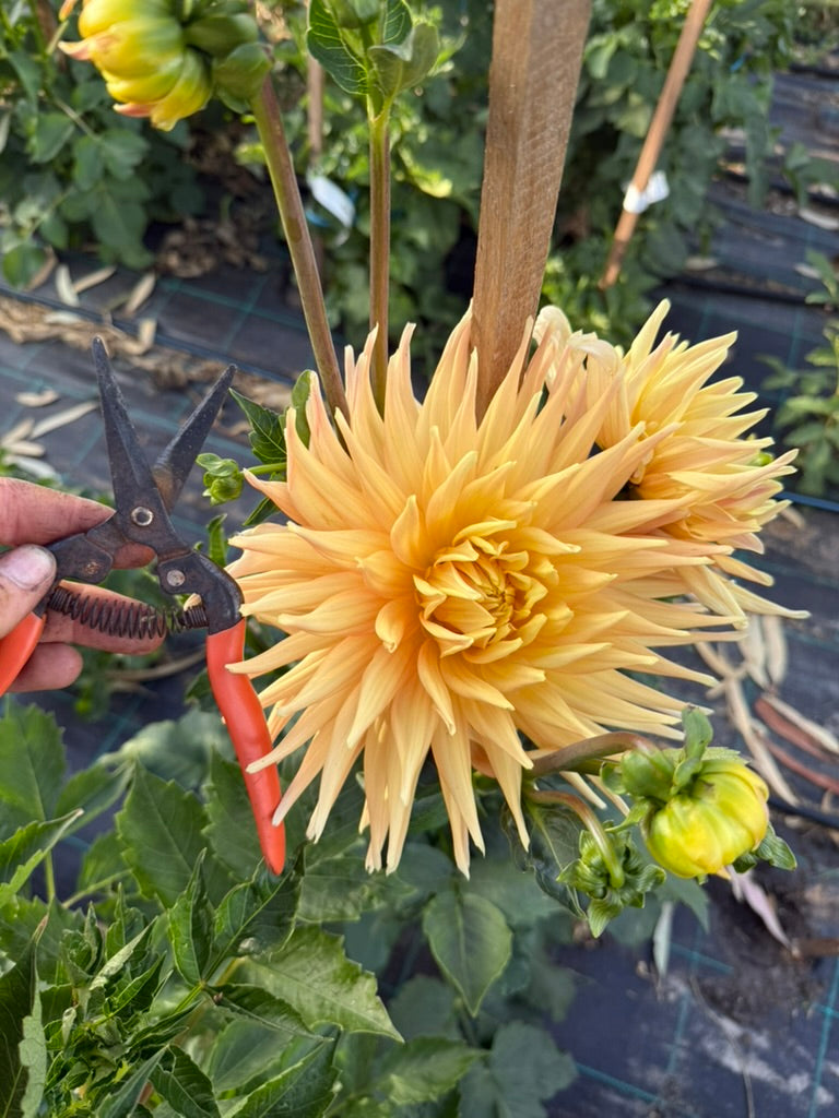 Dahlia - Kiara Julia