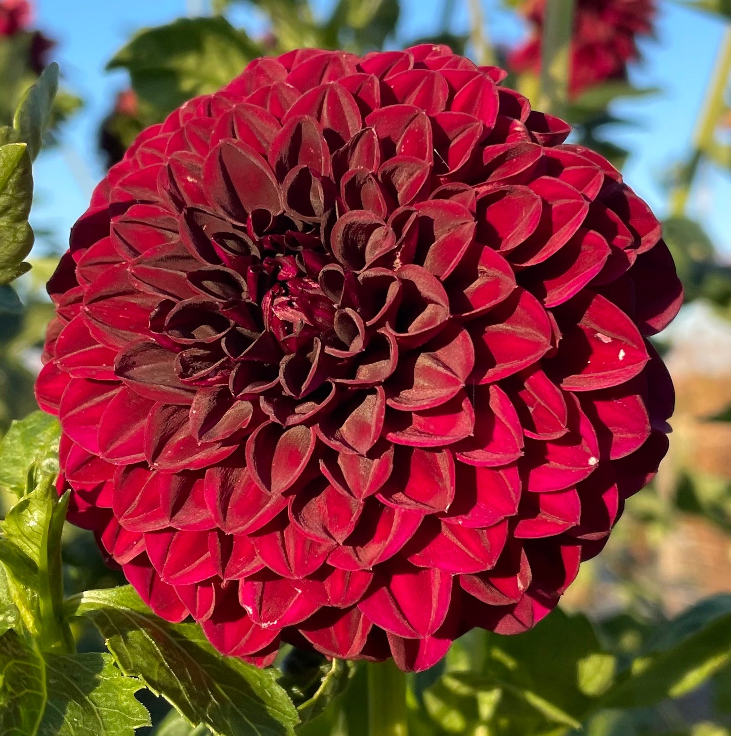 Dahlia - Fernlea