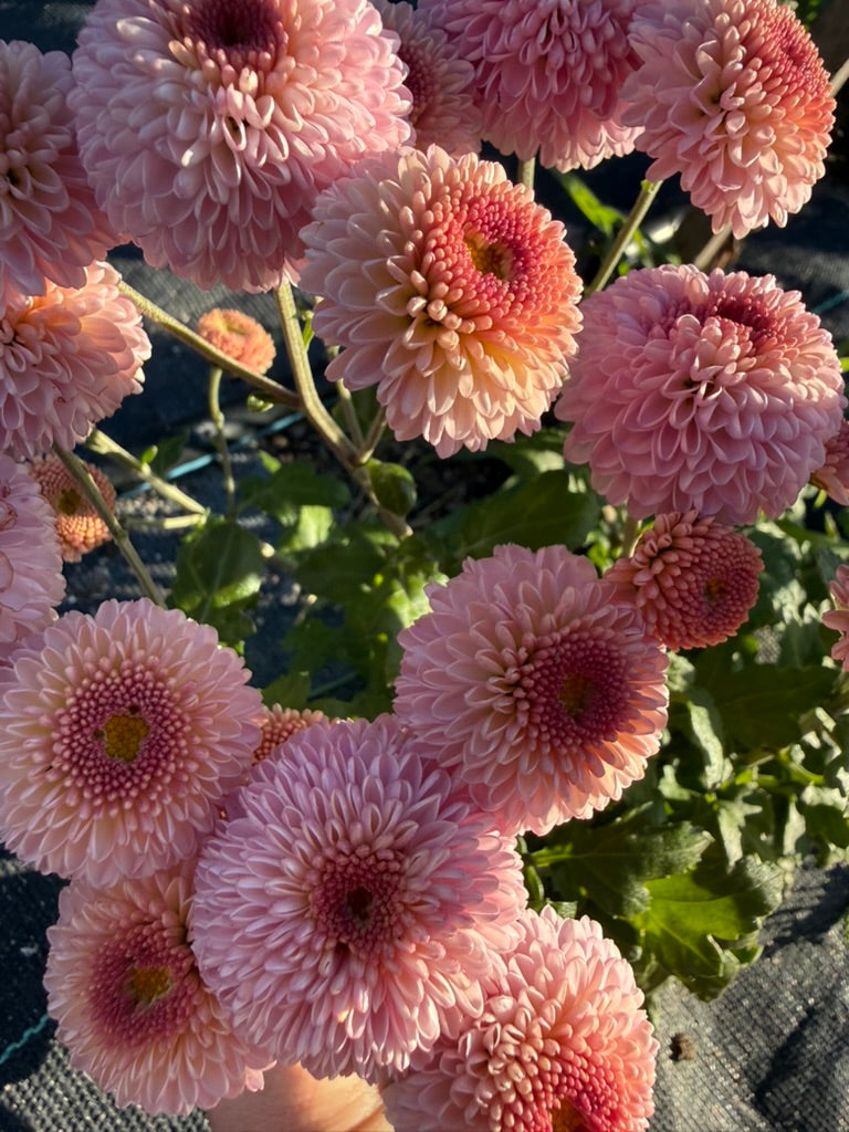Chrysanthemum - Rooted Cutting - Jewel Sunpink