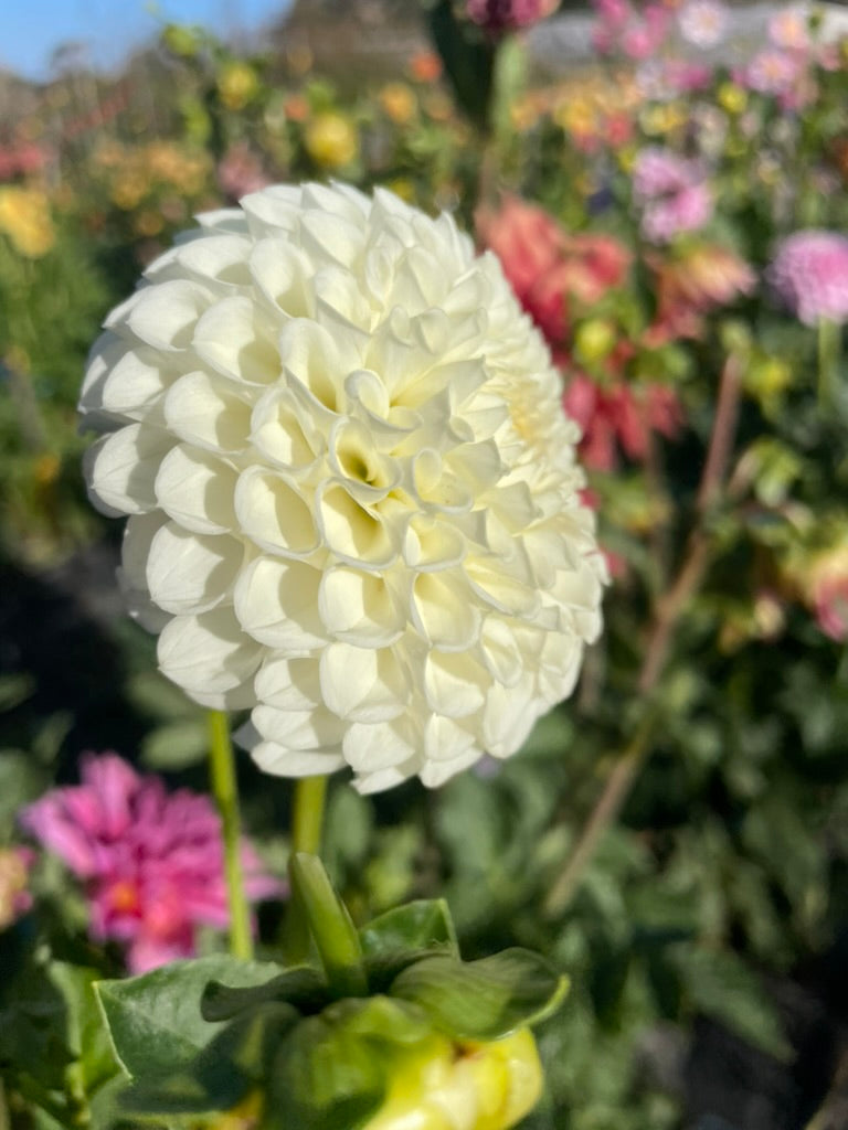 Dahlia - Glenmarc Snowball
