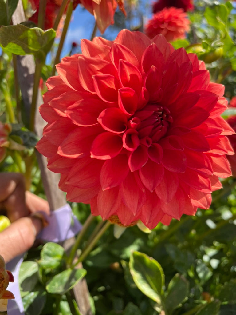 Dahlia - Starflo Annie
