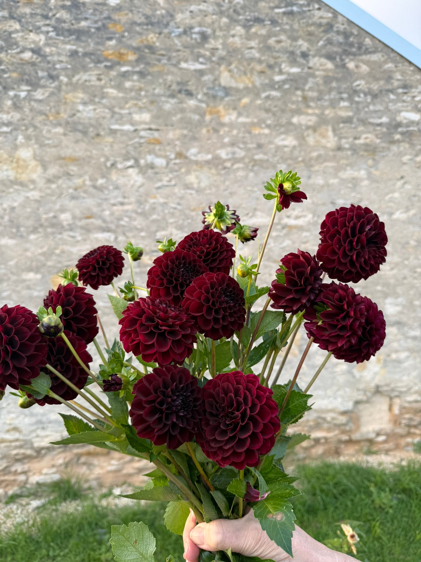 Dahlia - Fernlea