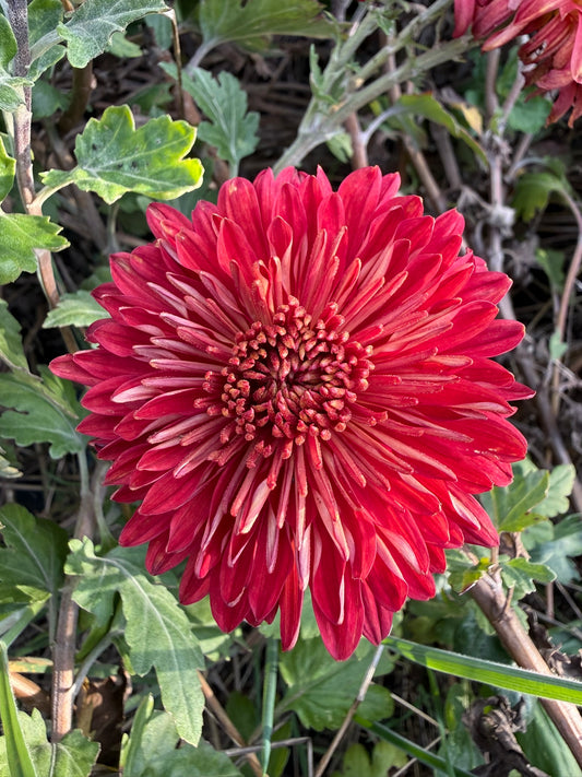 Chrysanthemum - Rooted Cutting - Regal Mist Red