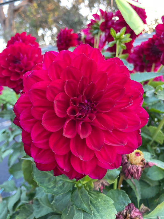 Dahlia - Rosalie