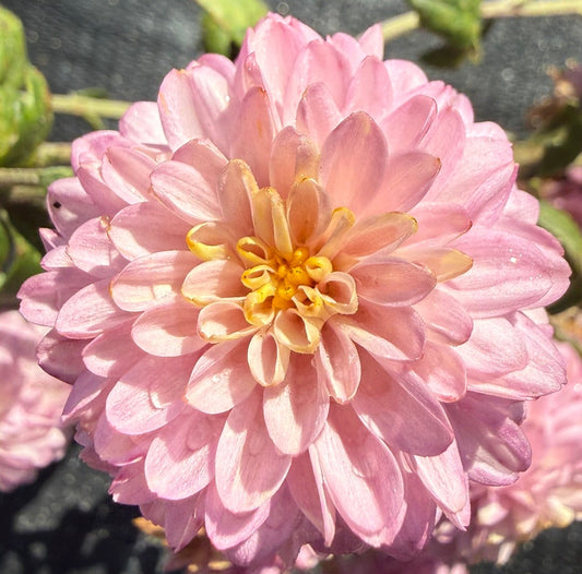 Chrysanthemum - Rooted Cutting - Pink Fairy