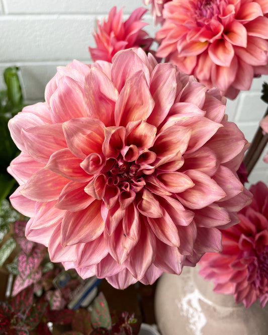 Dahlia - April Glory