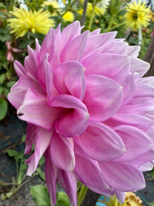 Dahlia - Rokewood Robina
