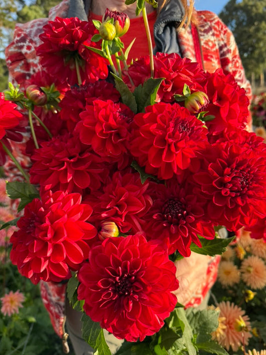 Dahlia Seed - Derkrad O