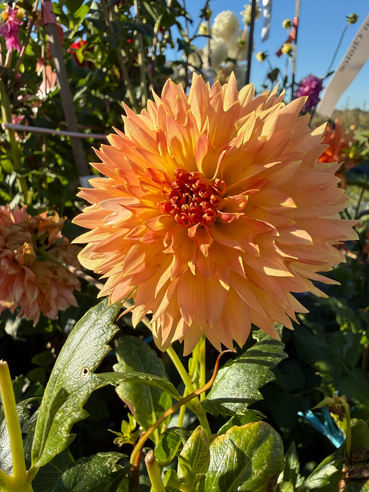 Dahlia - Tooth Fairy