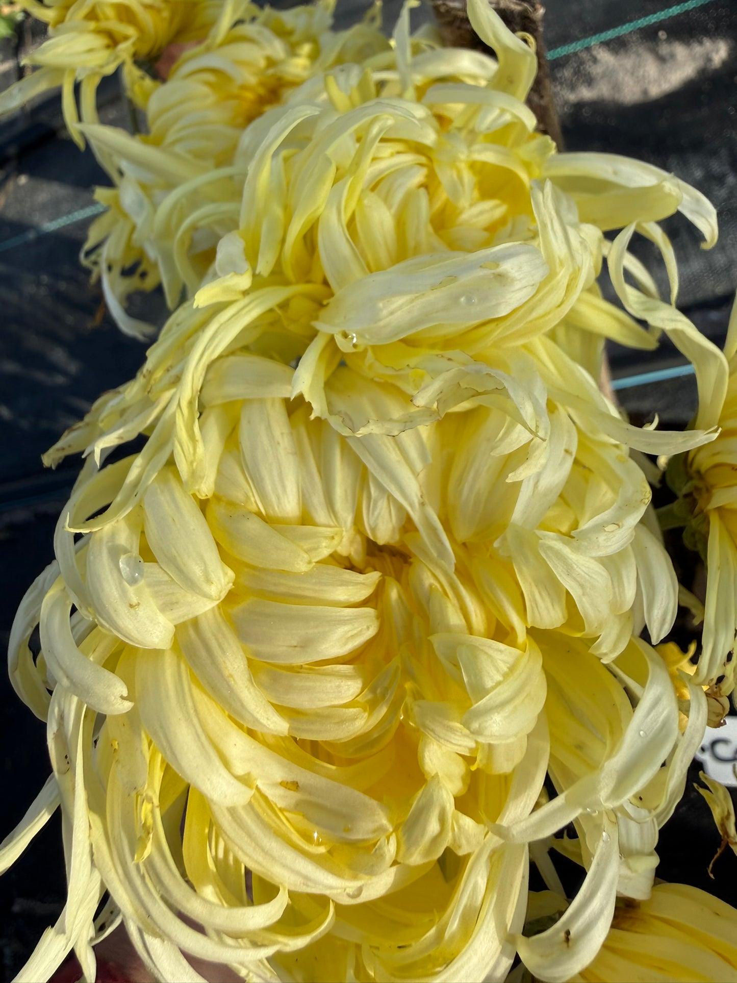 Chrysanthemum - Rooted Cutting - Connie Mayhew