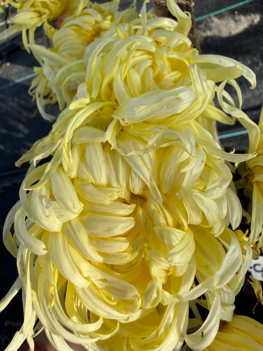 Chrysanthemum - Rooted Cutting - Connie Mayhew