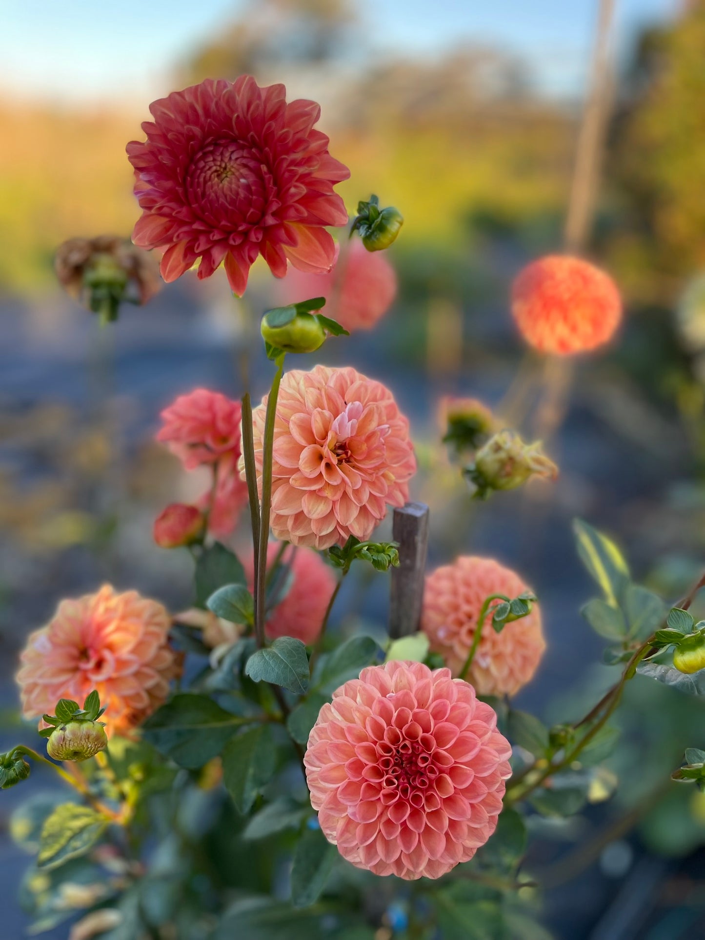 Dahlia - Florelie Angostura