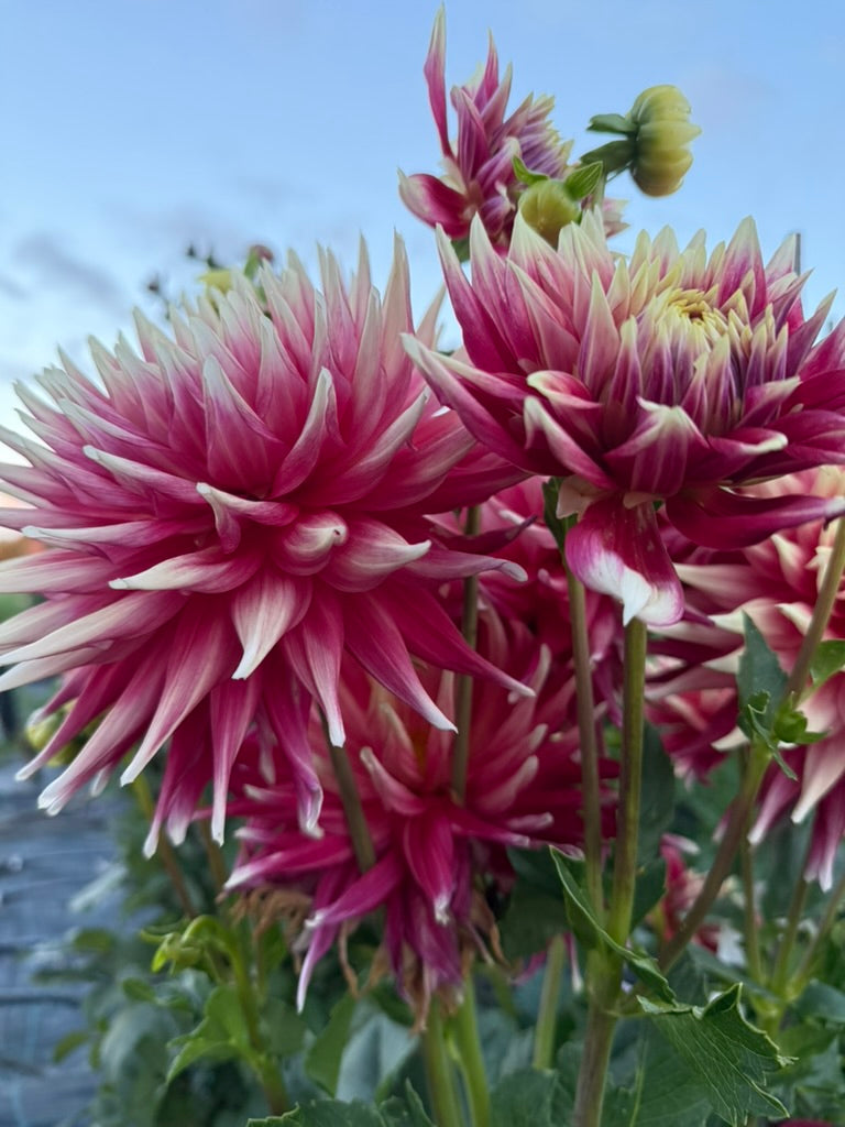 Dahlia - Maxmann