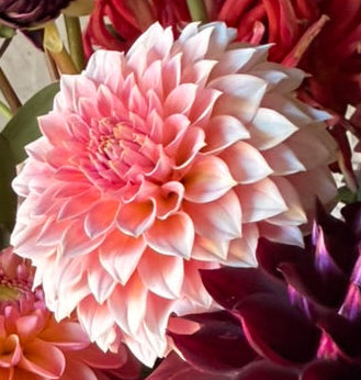 Dahlia - Hillier Tanunda