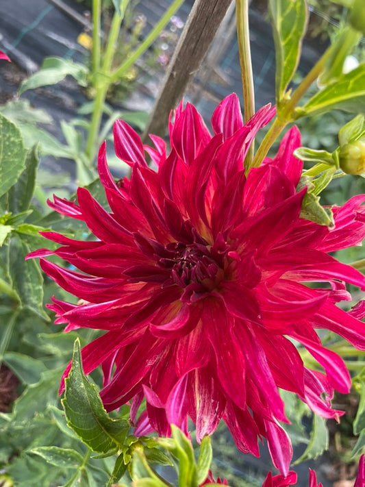 Dahlia Seed - Bangkok