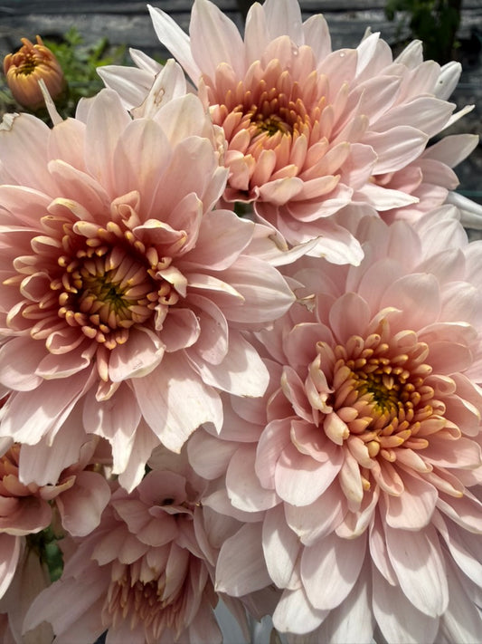 Chrysanthemum - Rooted Cutting - Rossana Charlotte
