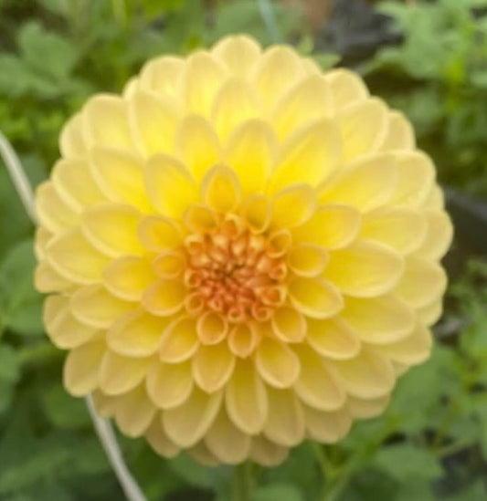 Dahlia - Devon 30