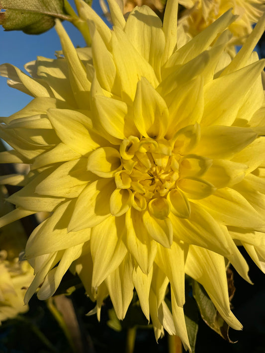 Dahlia - AJ Moon (NA 2025)