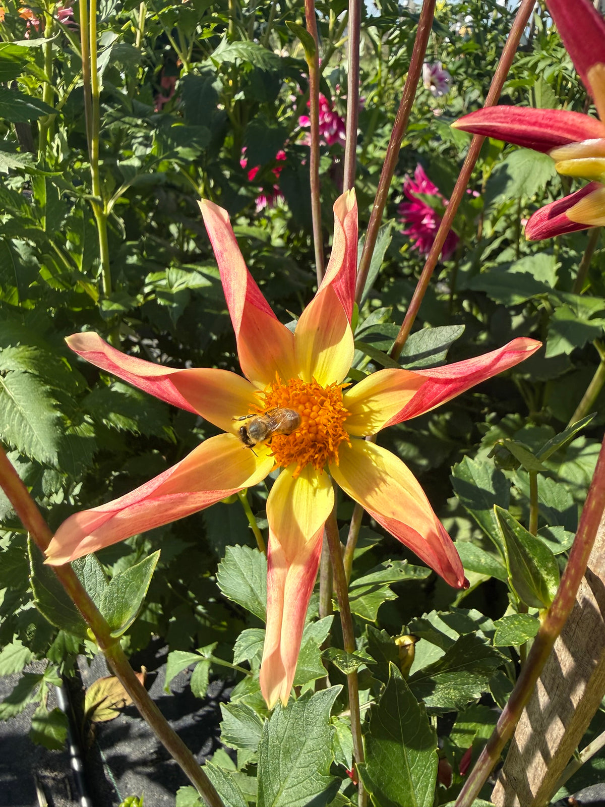 Dahlia - Lillian 'O'