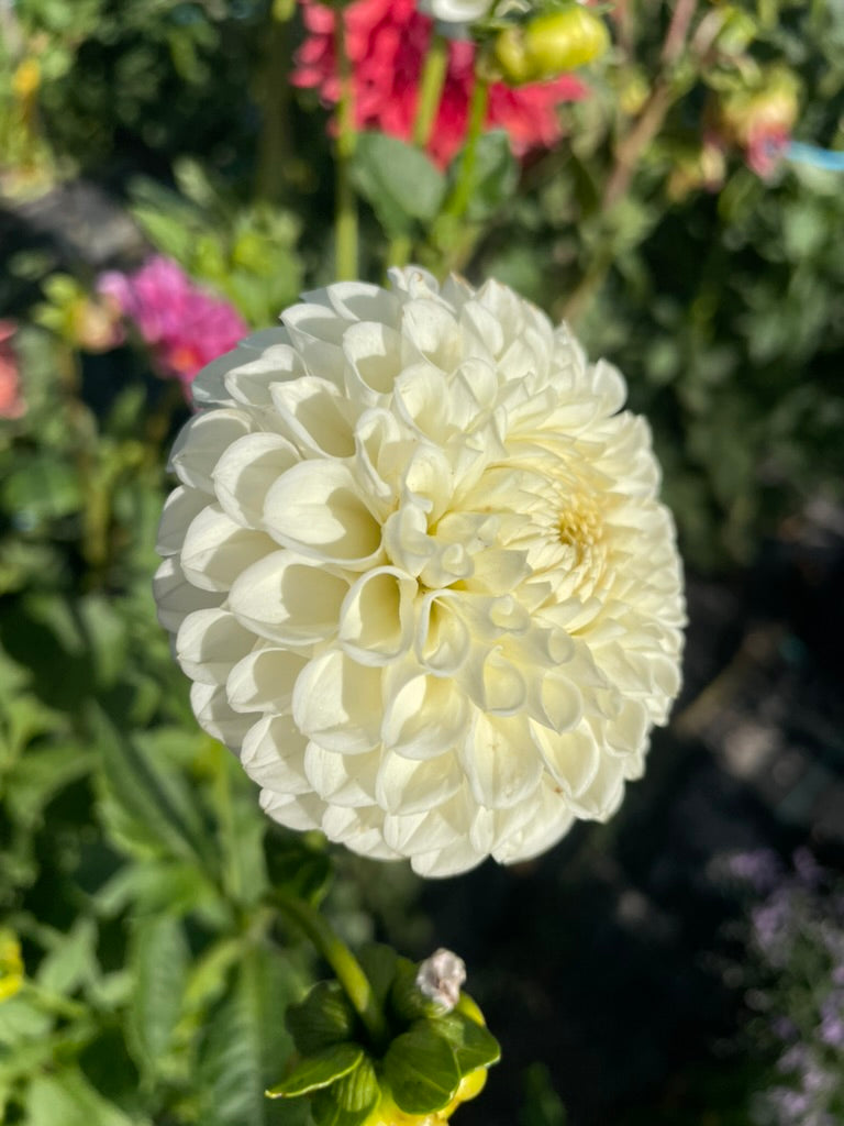 Dahlia - Glenmarc Snowball