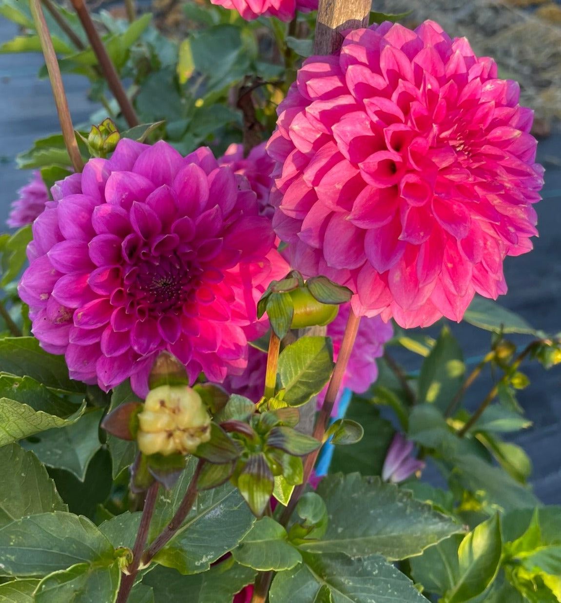 Dahlia - Winkie Wisteria