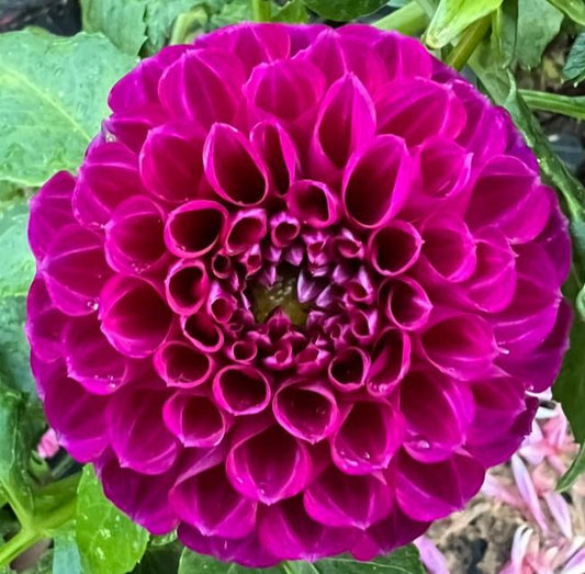 Dahlia Seed - Burgundy Bonanza