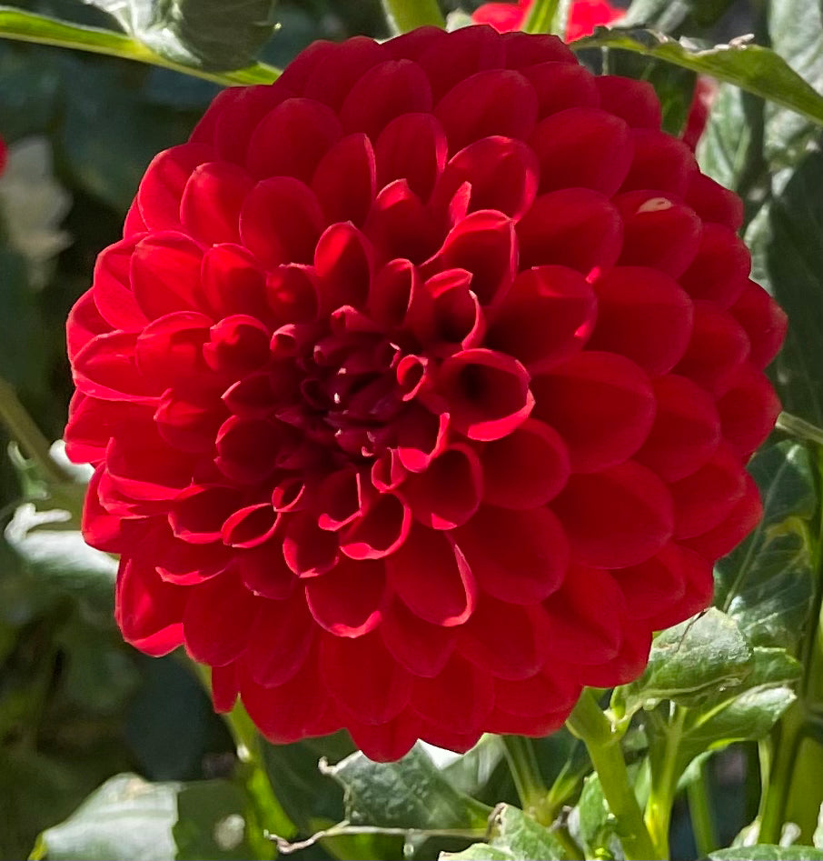 Dahlia - Glenmarc Delia