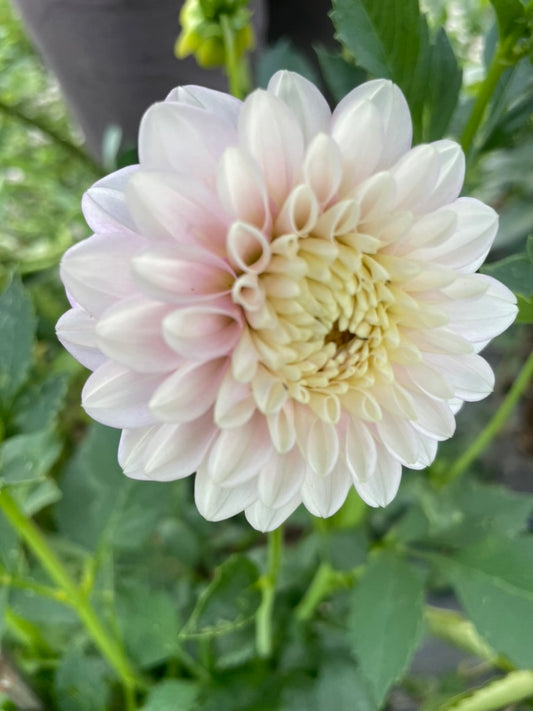 Dahlia - Florelie Tiara