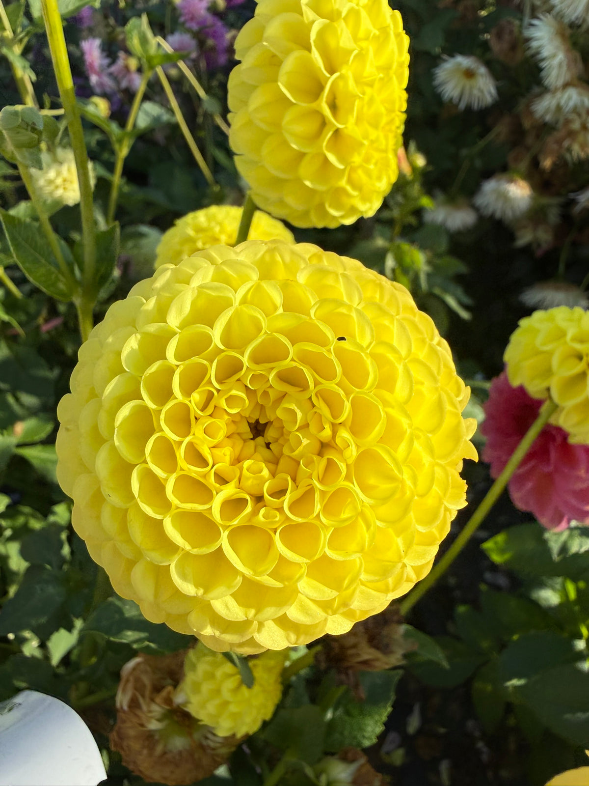 Dahlia - Ryecroft Wizard