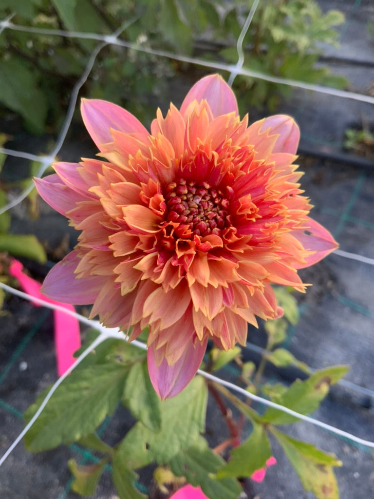 Dahlia - Ron's Beauty