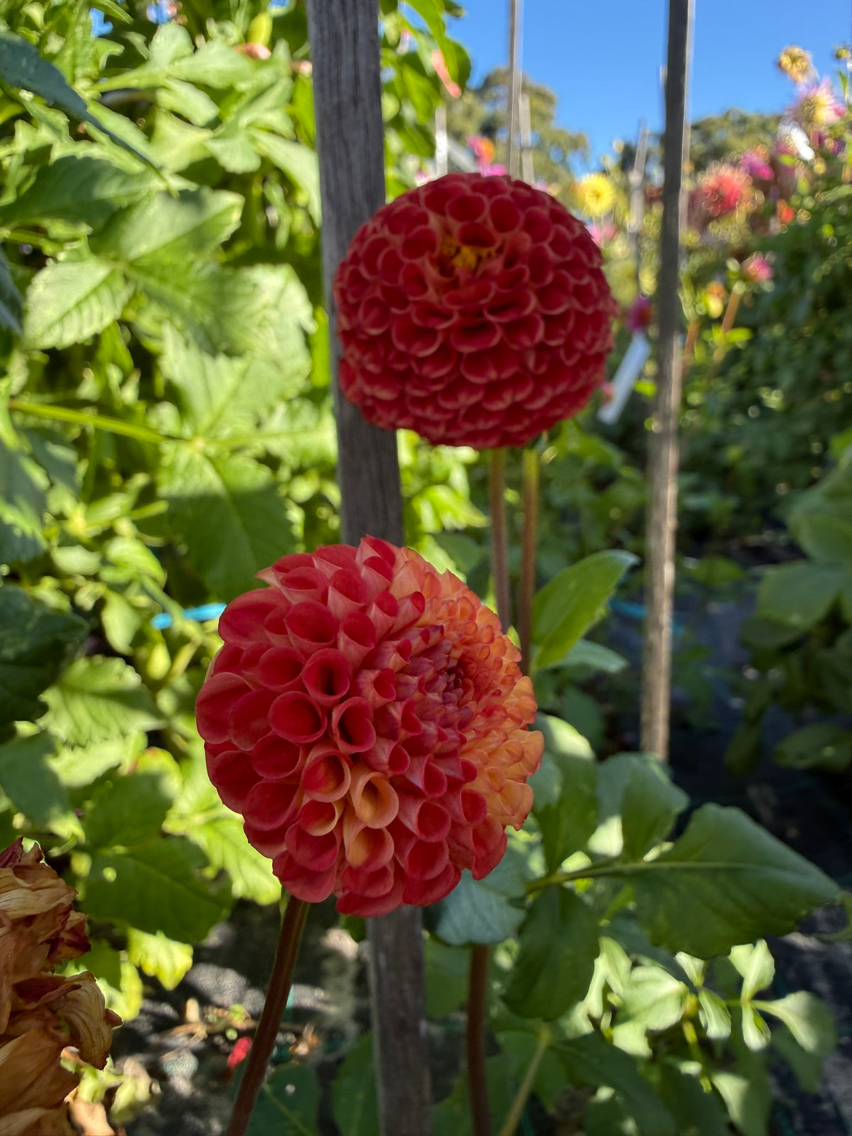 Dahlia - Ray's Gold