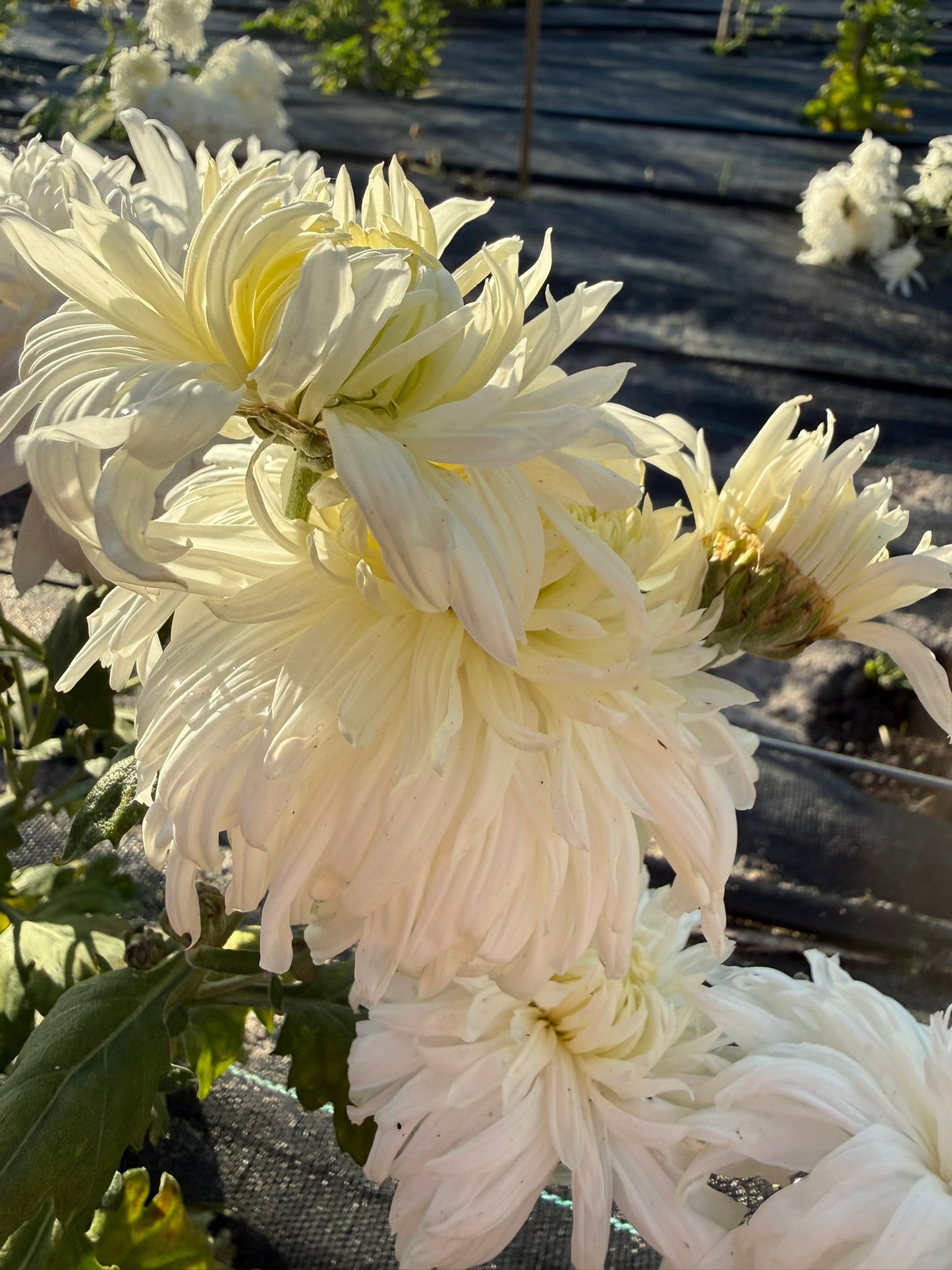 Chrysanthemum - Rooted Cutting - Seaton's Lilybelle