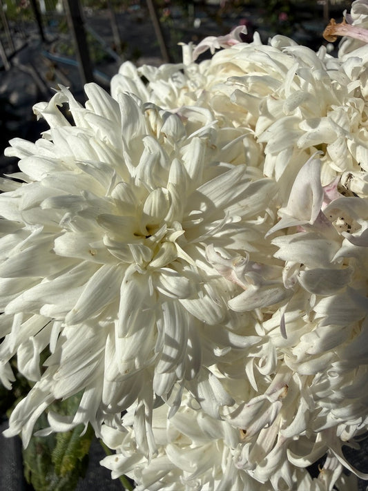 Chrysanthemum - Rooted Cutting - Crazy Lady