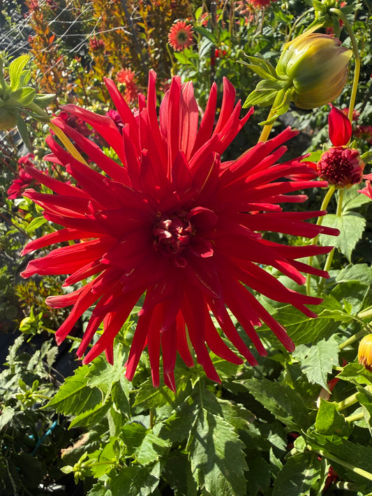 Dahlia - Shandy
