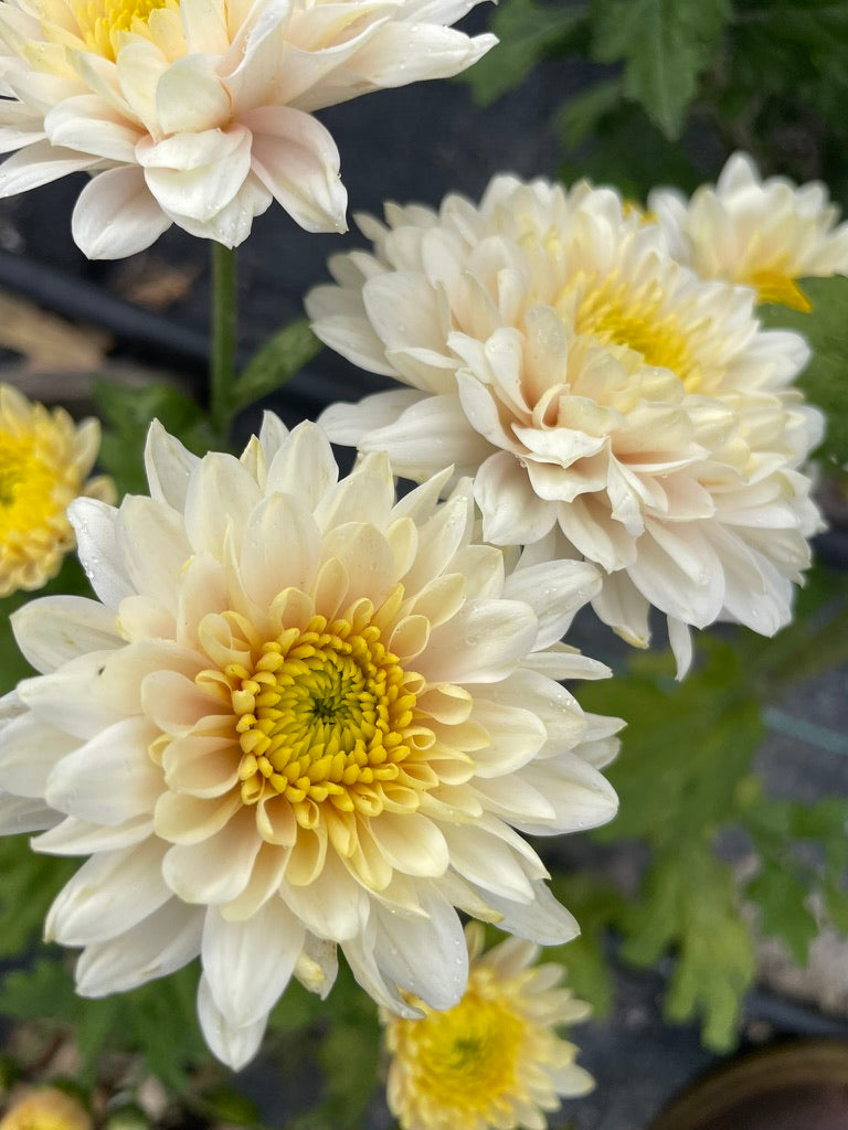 Heirloom Chrysanthemum - Rooted Cutting - Sugar Rose
