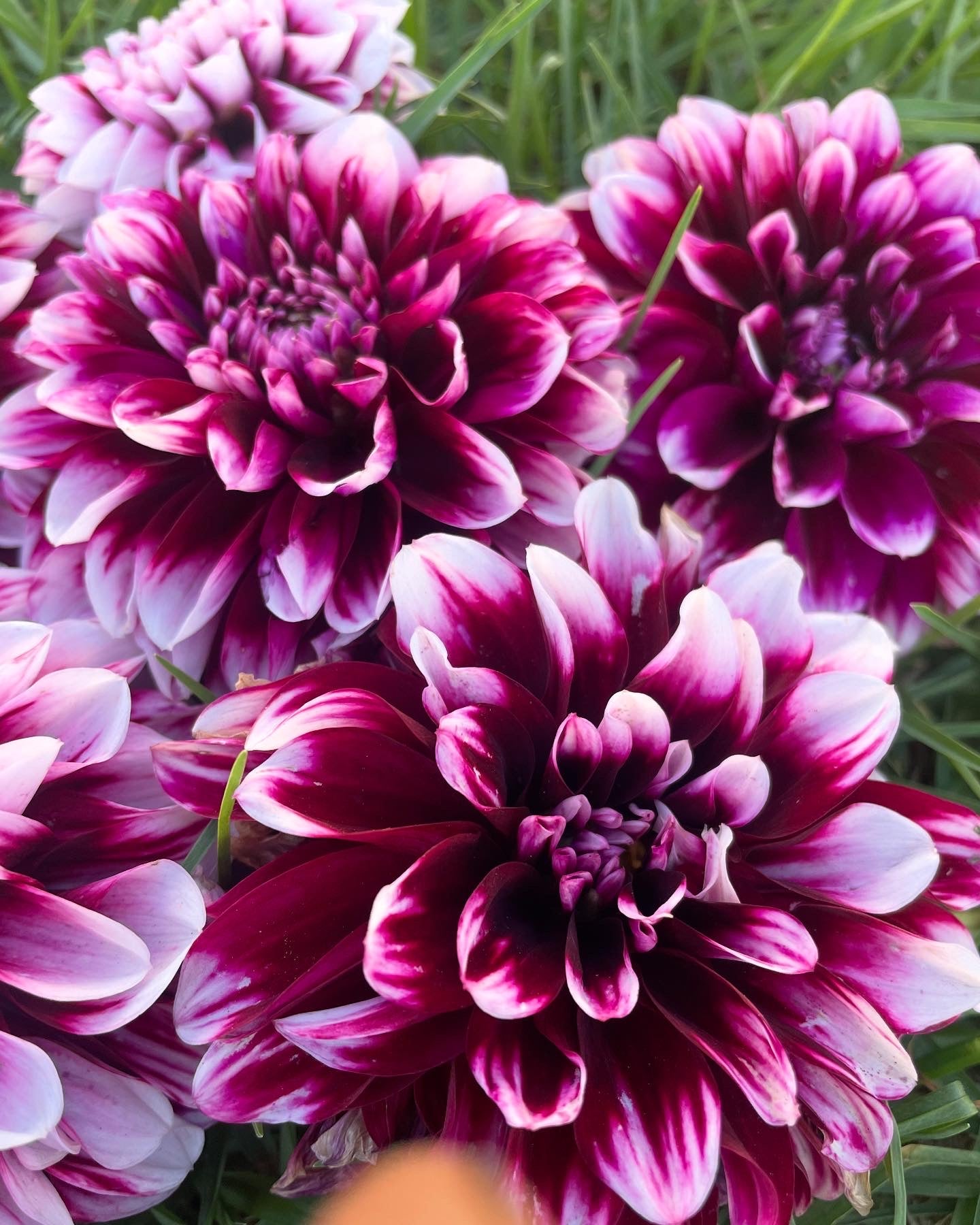 Dahlia - Edinburgh